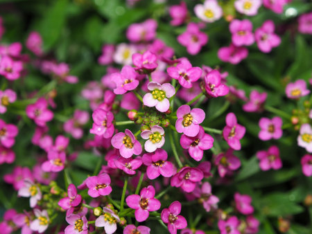 Beautiful, pale pink alyssum flowers, close-up on a blurry background. The colors of nature, delicate flowers of pastel tones.の写真素材