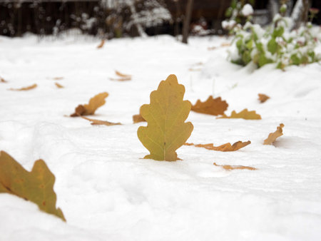 Oak leaf on a white, snowy background, there is a place for your text on the right. Winter background, close-up of fallen leaves.の写真素材