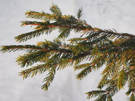 Spruce branches in the snow. Winter background. Christmas background.の写真素材