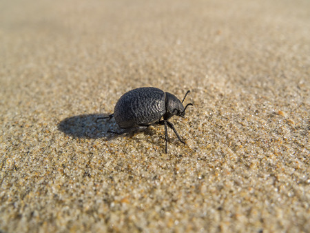 a black beetle on the sand of the beach on a sunny summer dayの写真素材