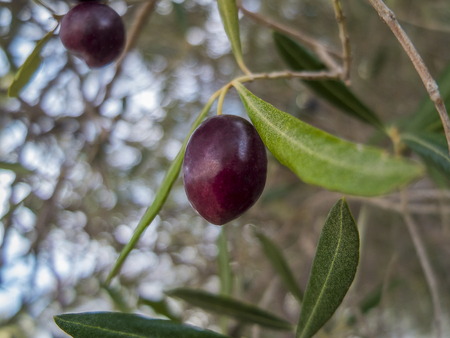 Red olives on the tree branch with foliage as backgroundの写真素材