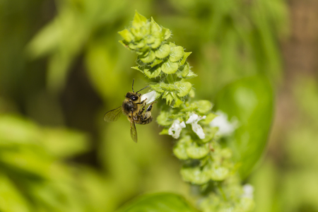Honey bee collects white pollen and nectar closeup from white blossomの写真素材