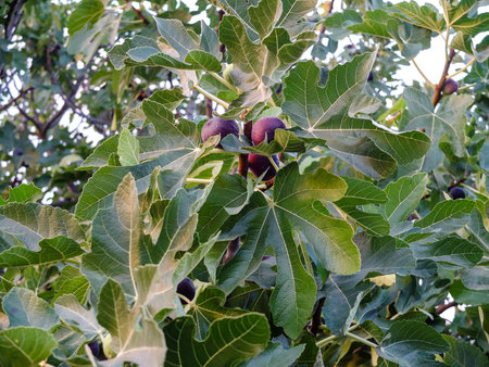 Fig tree with green leaves and black violet fruits
