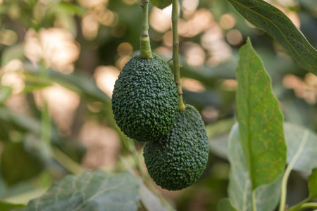 Textured green and organic avocado fruits growing on its tree.