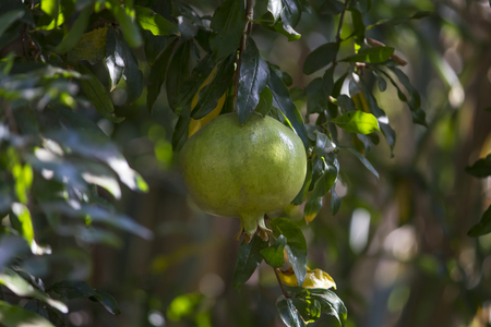 a green pomegranate fruit growing on its tree among green branchesの写真素材