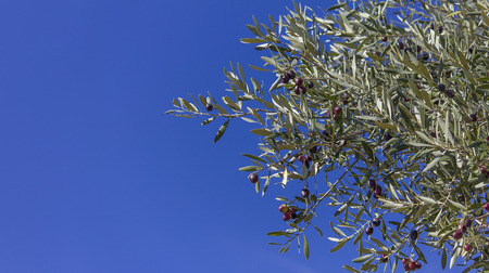 Red, green and black olives on the branch with a blue sky as background and space for textの写真素材