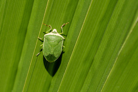 Green insect on green big leaf as background for a quote