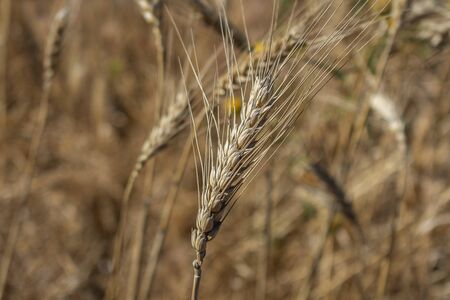 Organic golden wheat spike closeup ready for harvest growing in a fieldの写真素材