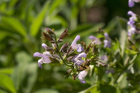 Honey bee collecting nectar from a sage flowerの写真素材