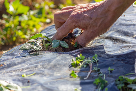 Caring for small strawberry plants in plantation field, removing weeds.