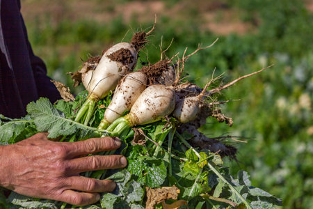 Picking organic turnips on a sunny winter day, fresh healthy seasonal vegetables.
