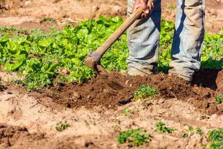 Working the soil in the garden, before planting more lettuce.