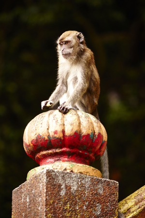 Monkey sitting on a stone structureの写真素材