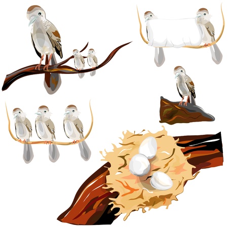 Collection of Image bird  dove のイラスト素材