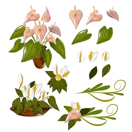 Flamingo Flowerのイラスト素材