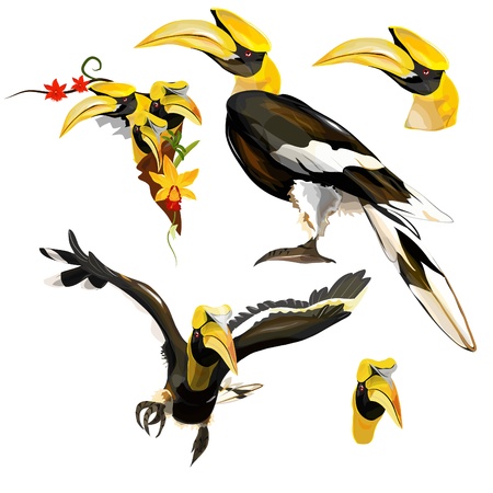 Collection of Hornbillのイラスト素材