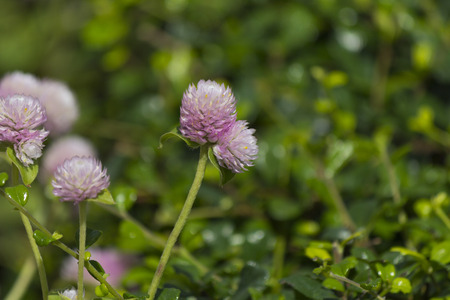 Fukian tea Carmona retusa flowerの写真素材