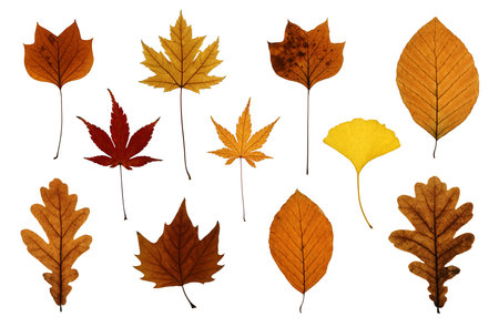 Autumn leaves isolated on white: oak, ginkgo, beech, Japanese, silver and sycamore maple and tulip...