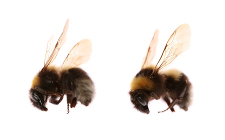 Two bumblebees isolated on whiteの写真素材