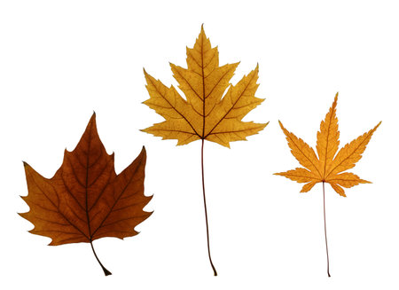 Autumn leaves of sycamore maple (Acer Pseudoplatanus), silver maple (Acer saccharinum) and Japanese...