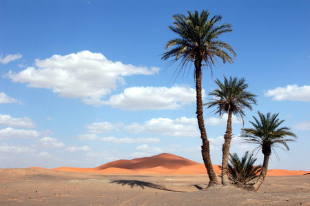 Palm trees in the Sahara Desert, Moroccoの写真素材