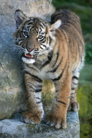 Little cub of Siberian tiger (Panthera tigris altaica).の写真素材