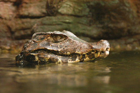 Crocodile looking out from water.の写真素材