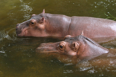 Two hippopotamuses (Hippopotamus amphibius).の写真素材