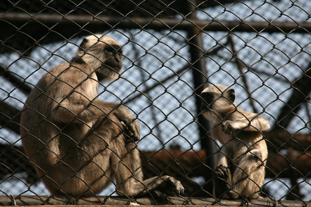 Nepal gray langurs (Semnopithecus schistaceus).の写真素材