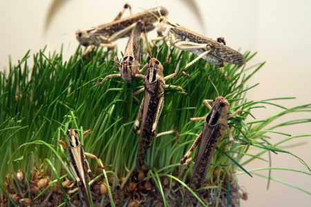 Desert locust (Schistocerca gregaria) eating green grass.の写真素材