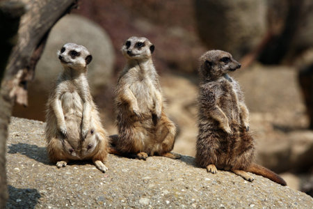 Meerkats (Suricata suricatta), also known as the suricates.の写真素材