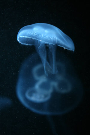 Moon jellyfish (Aurelia aurita) in an aquarium.の写真素材
