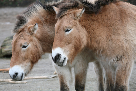 Two Przewalski Horses (Equus ferus przewalskii)の写真素材