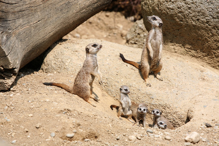 Meerkats (Suricata suricatta), also known as the suricates.の写真素材