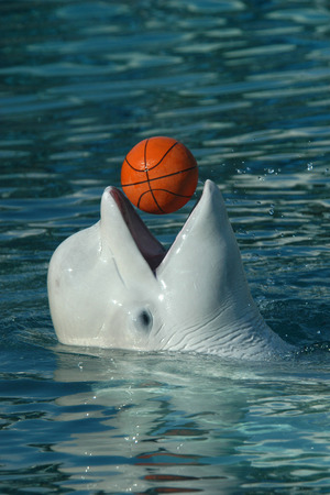 Beluga whale (Delphinapterus leucas) playing basketball.の写真素材