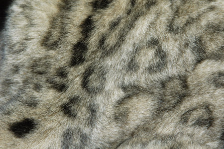 Snow leopard fur texture (Panthera uncial).