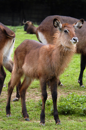 Young waterbuck (Kobus ellipsiprymnus).の写真素材