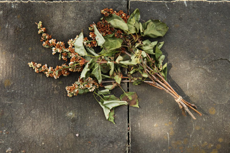 Faded lilac flowers at the cemetery.の写真素材