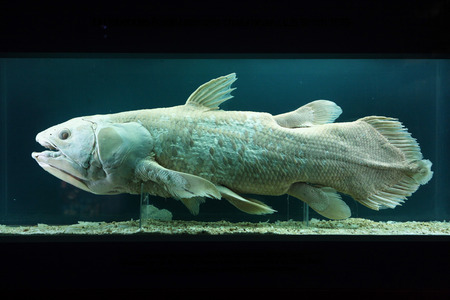 VIENNA, AUSTRIA - NOVEMBER 27, 2014: Coelacanth (Latimeria chalumnae) exhibited in the Natural...
