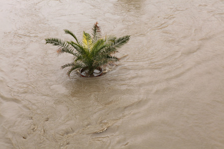 PRAGUE, CZECH REPUBLIC - JUNE 2, 2013: Palm tree in a pot, partially flooded by the swollen Vltava...