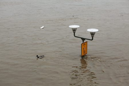 PRAGUE, CZECH REPUBLIC - JUNE 3, 2013: Duck passes the street lamppost partially flooded by the swollen Vltava River in Prague, Czech Republic.のeditorial素材