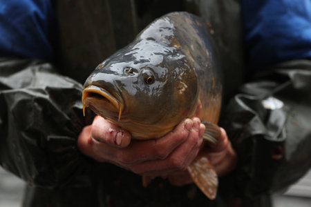 PRAGUE, CZECH REPUBLIC - DECEMBER 21, 2012: Fisherman sells a live carp (Cyprinus carpio) as a traditional Czech Christmas meal in Prague, Czech Republic.のeditorial素材