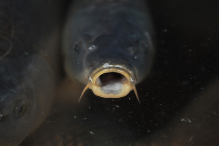 Live carps (Cyprinus carpio) on sale as a traditional Czech Christmas meal in Prague, Czech Republic.の写真素材