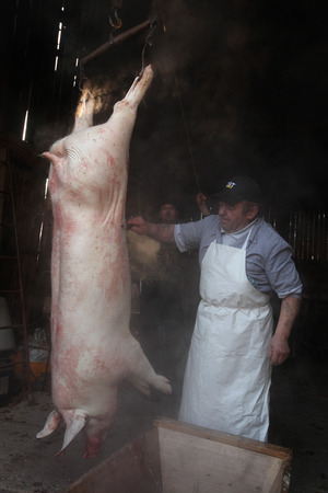 TURNOV, CZECH REPUBLIC - MARCH 5, 2011: Butcher cuts up a pig during the traditional Shrovetide public pig slaughter called zabijacka in Vsen near Turnov, Czech Republic.のeditorial素材