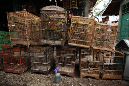 YOGYAKARTA, INDONESIA - JULY 31, 2011: Vendor sells song birds and parrots at the Pasar Ngasem Market in Yogyakarta, Central Java, Indonesia.のeditorial素材