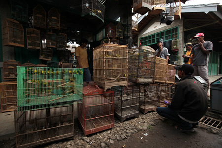 YOGYAKARTA, INDONESIA - JULY 31, 2011: Vendor sells song birds and parrots at the Pasar Ngasem Market in Yogyakarta, Central Java, Indonesia.のeditorial素材