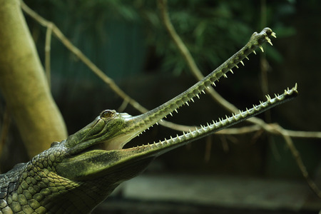 Gharial (Gavialis gangeticus), also knows as the gavial.の写真素材