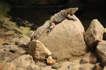 Cuban rock iguana Cyclura nubila also known as the Cuban ground iguana.