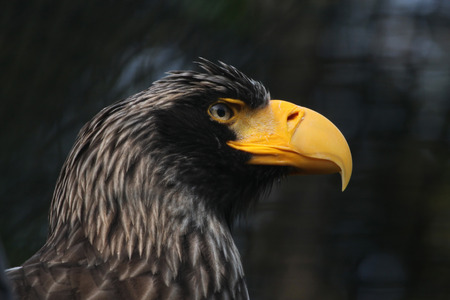 Steller's sea eagle Haliaeetus pelagicus.の写真素材