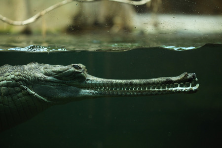 Gharial Gavialis gangeticus also knows as the gavial.の写真素材